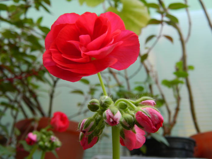 DSCN8761 - 2015_IUNIE