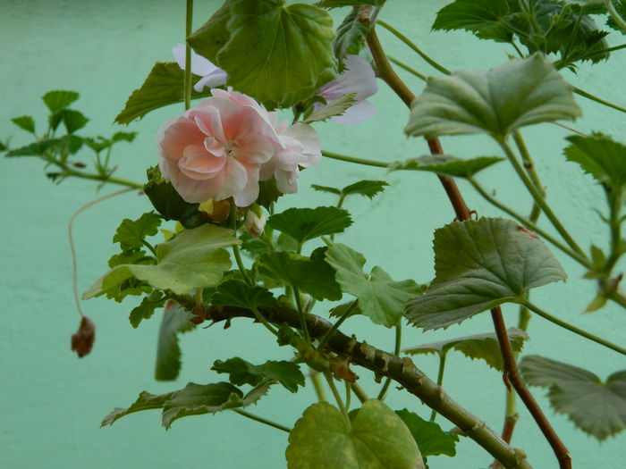DSCN8766 - 2015_IUNIE