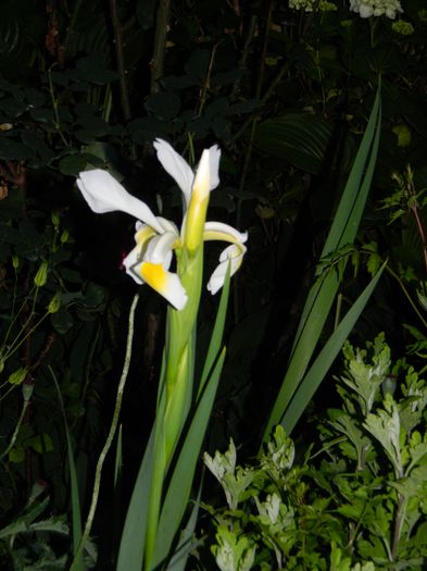 DSCN8780 - 2015_IUNIE