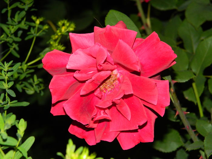 DSCN8783 - 2015_IUNIE