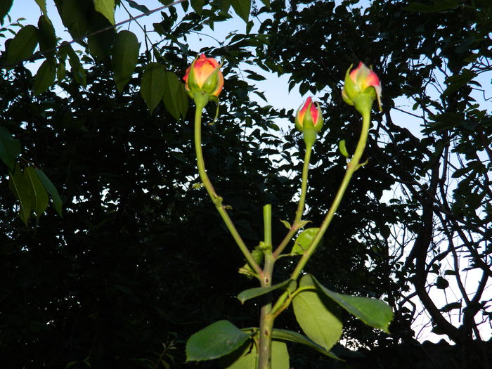 DSCN8784 - 2015_IUNIE
