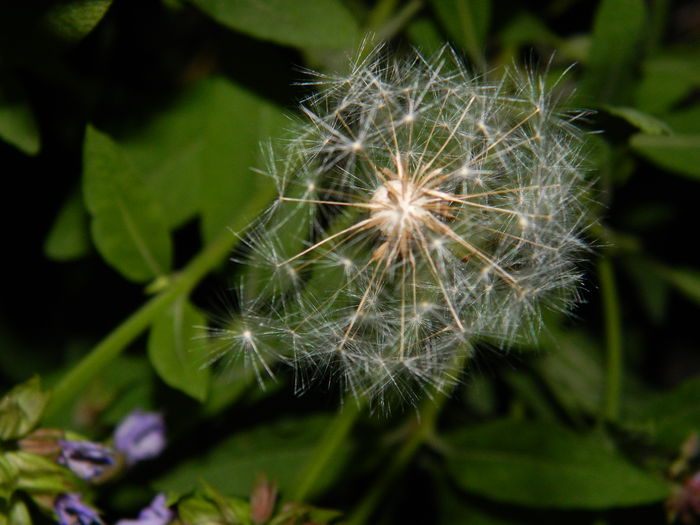 DSCN8790 - 2015_IUNIE
