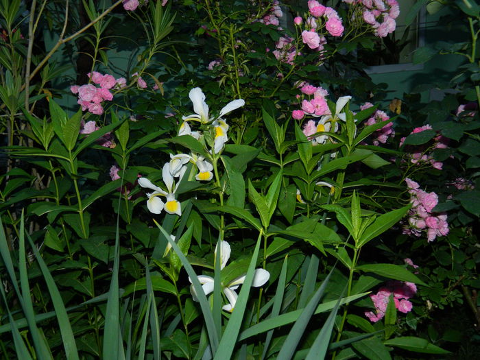 DSCN8791 - 2015_IUNIE