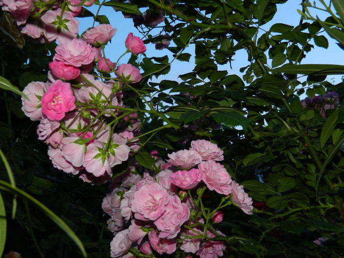 DSCN8798 - 2015_IUNIE