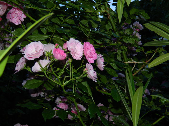 DSCN8799 - 2015_IUNIE