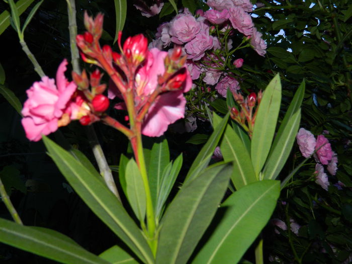DSCN8800 - 2015_IUNIE