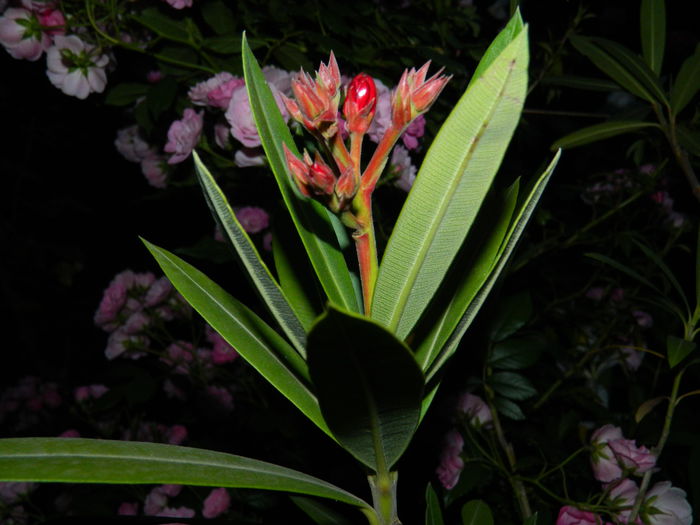 DSCN8802 - 2015_IUNIE