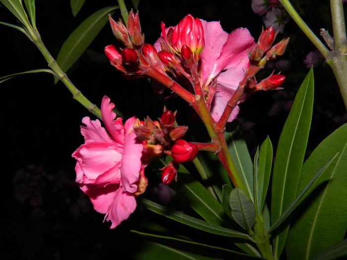 DSCN8803 - 2015_IUNIE