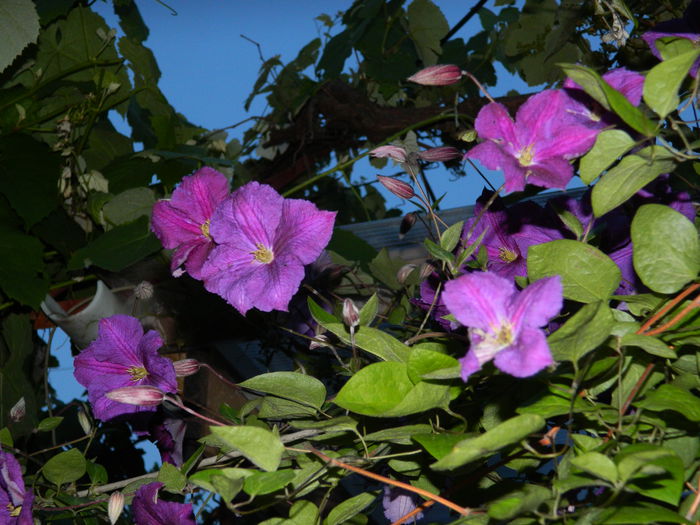 DSCN8807 - 2015_IUNIE