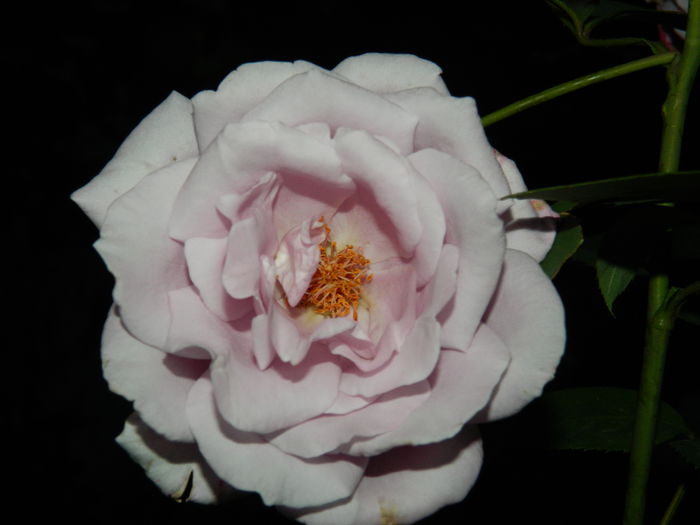 DSCN8811 - 2015_IUNIE