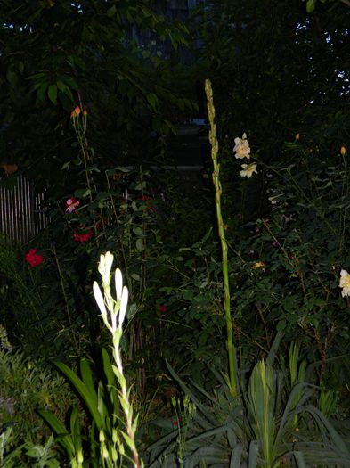 DSCN8815 - 2015_IUNIE