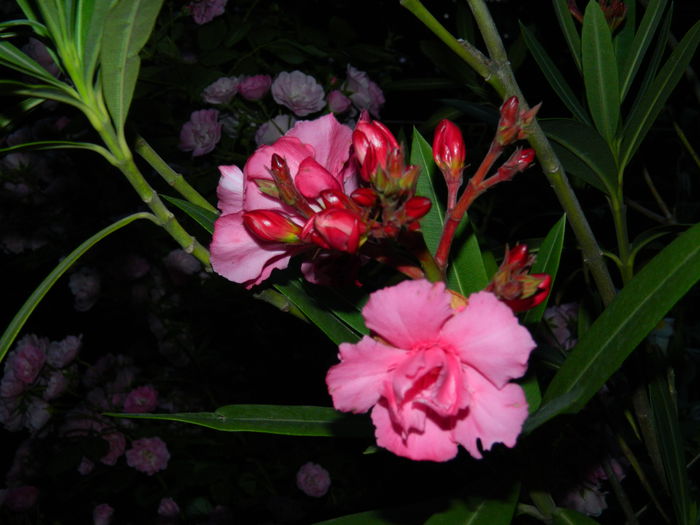 DSCN8835 - 2015_IUNIE