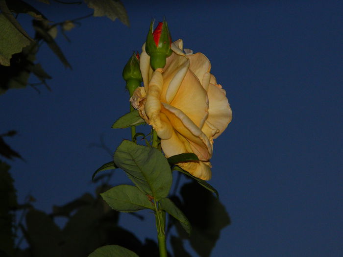 DSCN8837 - 2015_IUNIE