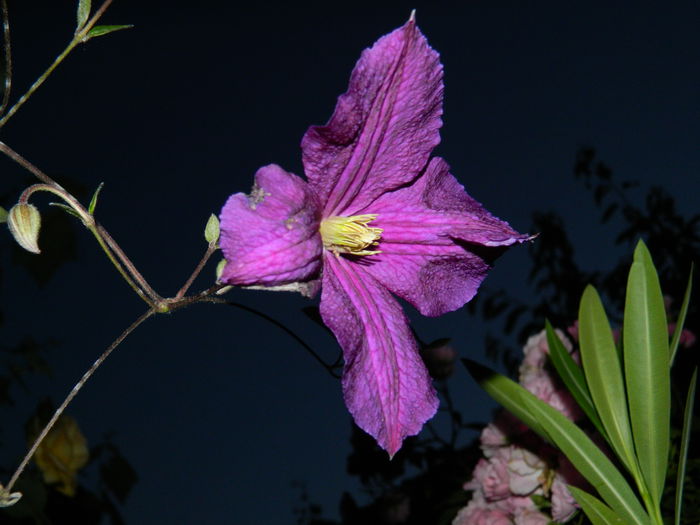 DSCN8838 - 2015_IUNIE