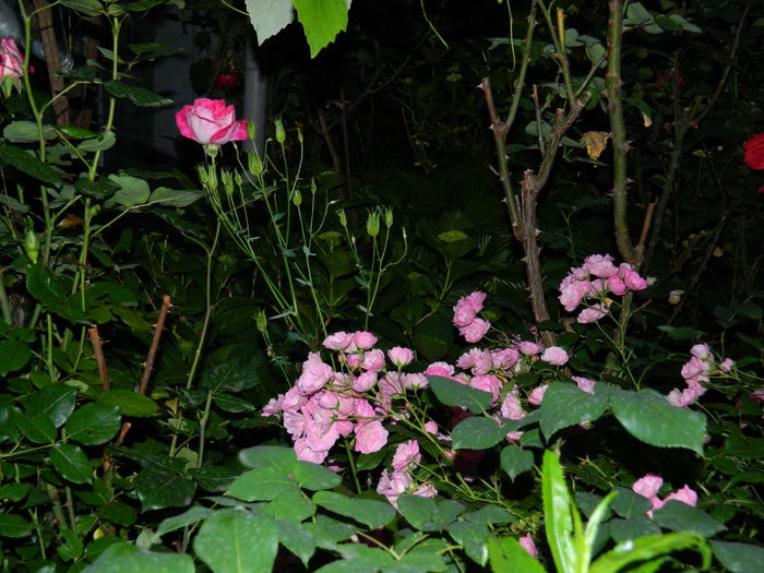 DSCN8839 - 2015_IUNIE