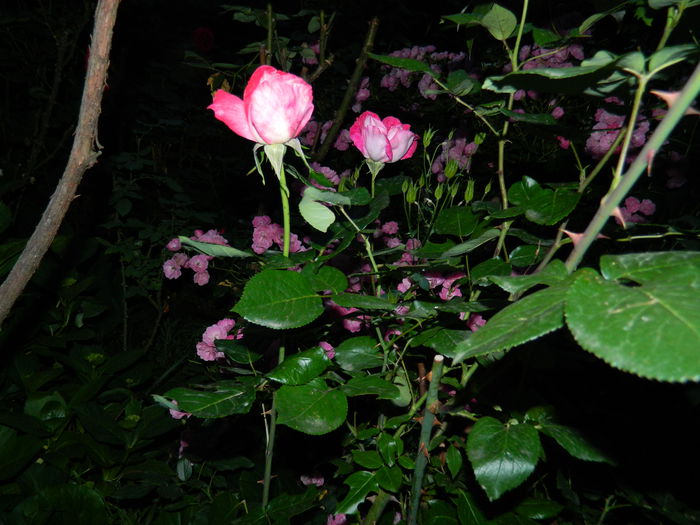 DSCN8840 - 2015_IUNIE