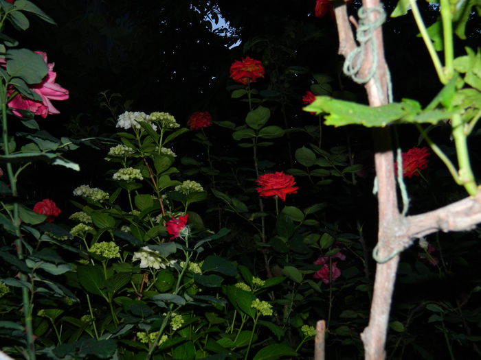 DSCN8843 - 2015_IUNIE