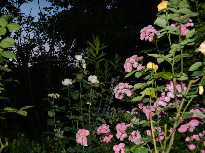 DSCN8846 - 2015_IUNIE