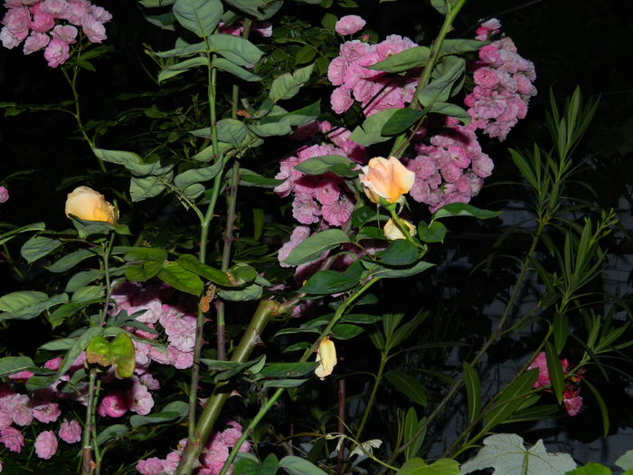 DSCN8847 - 2015_IUNIE