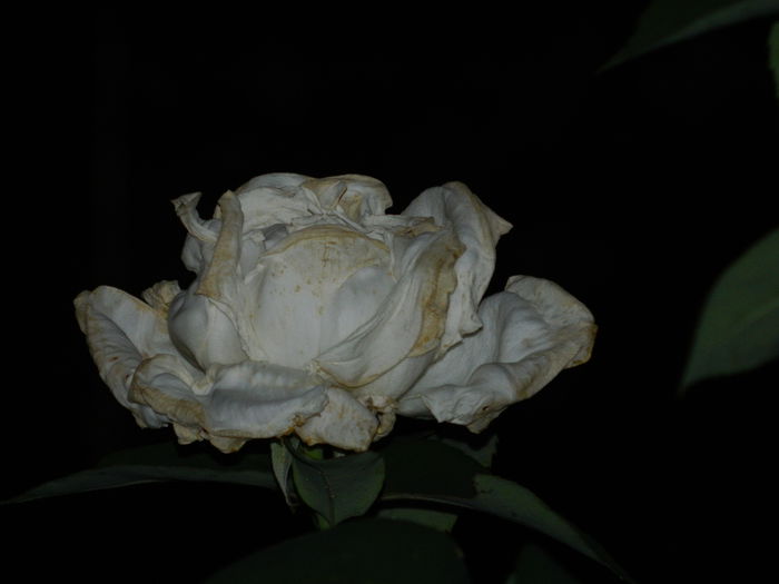 DSCN8852 - 2015_IUNIE
