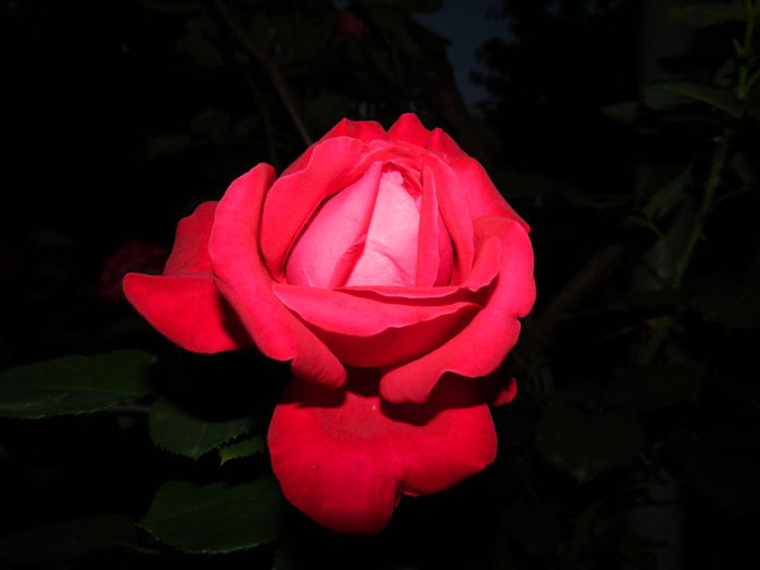 DSCN8854 - 2015_IUNIE