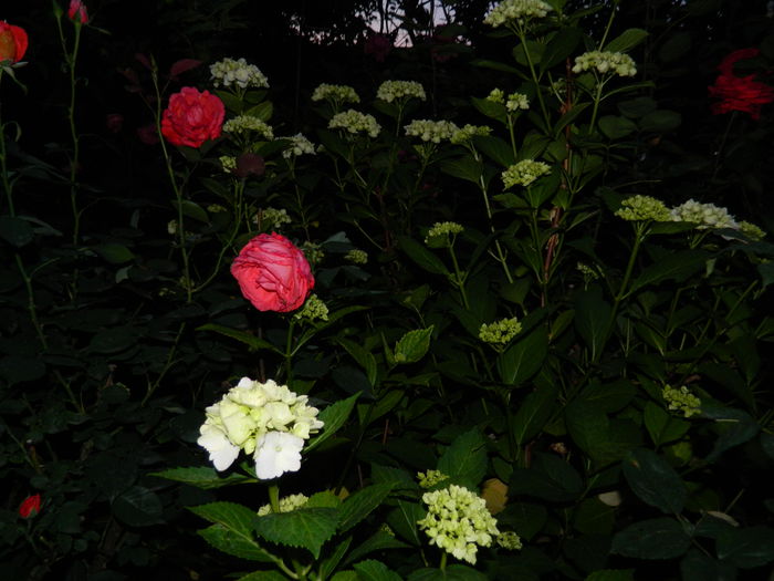 DSCN8856 - 2015_IUNIE
