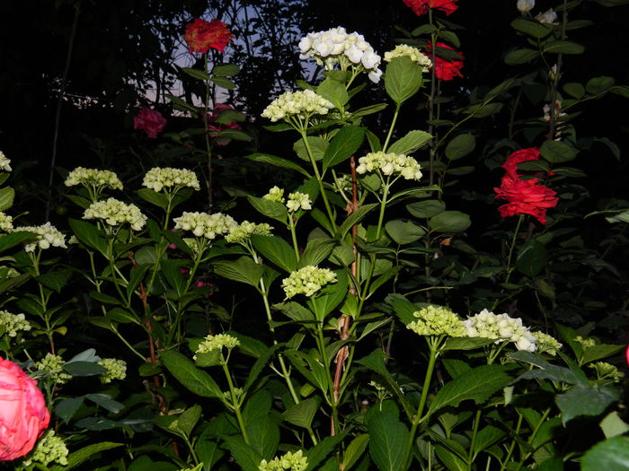 DSCN8857 - 2015_IUNIE