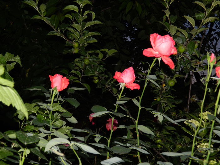 DSCN8859 - 2015_IUNIE