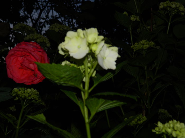 DSCN8860 - 2015_IUNIE