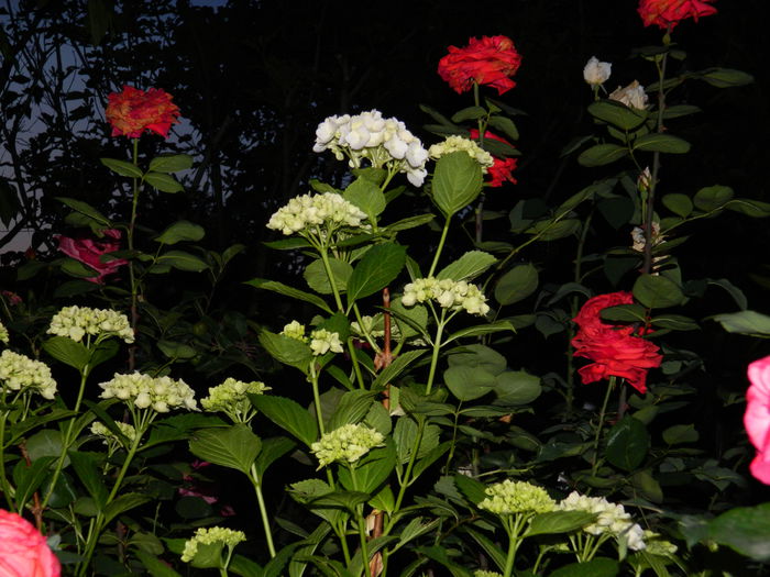 DSCN8862 - 2015_IUNIE