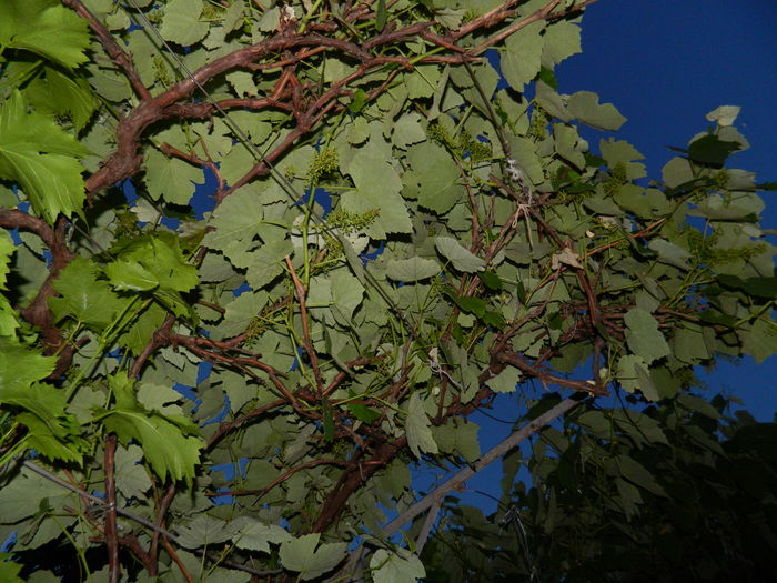 DSCN8863 - 2015_IUNIE