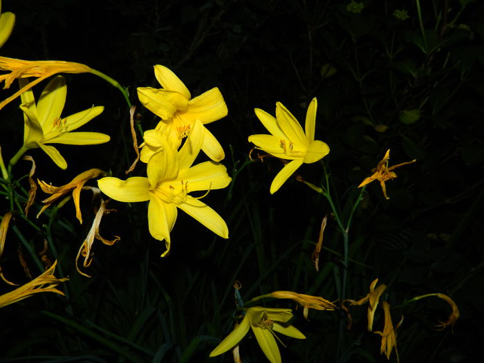 DSCN8864 - 2015_IUNIE