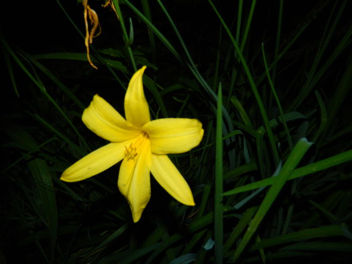 DSCN8865 - 2015_IUNIE