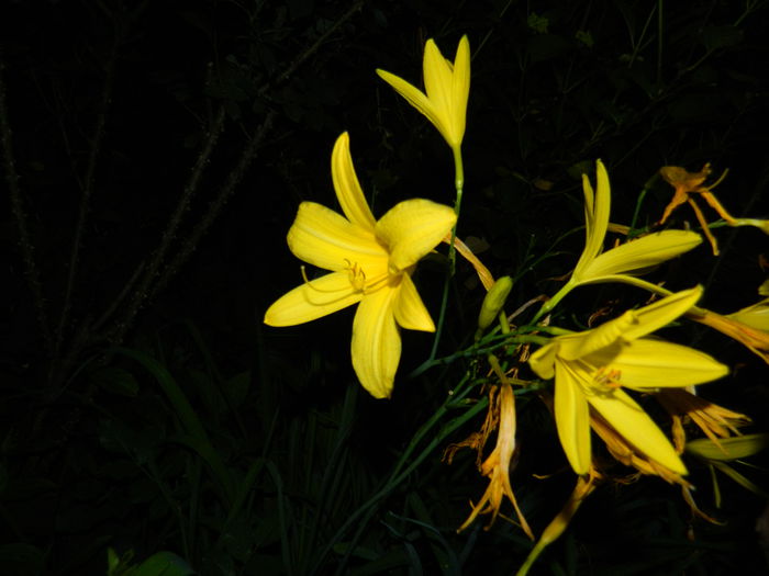 DSCN8867 - 2015_IUNIE