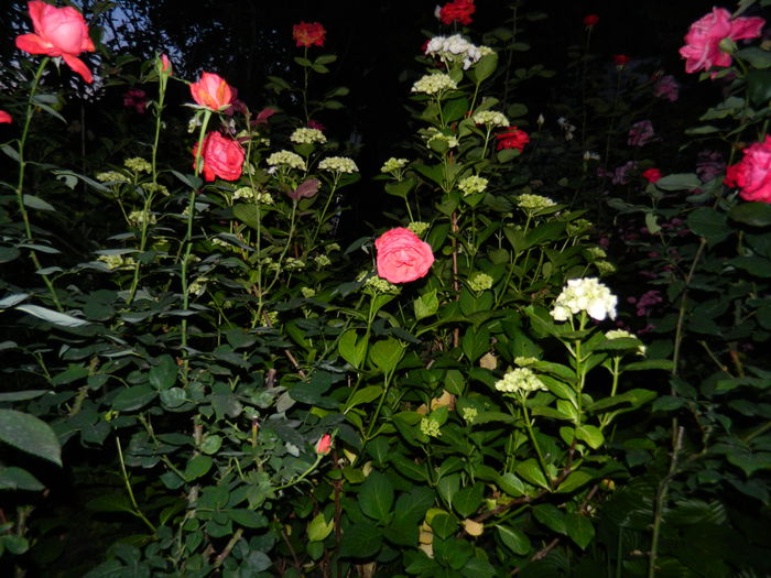 DSCN8868 - 2015_IUNIE