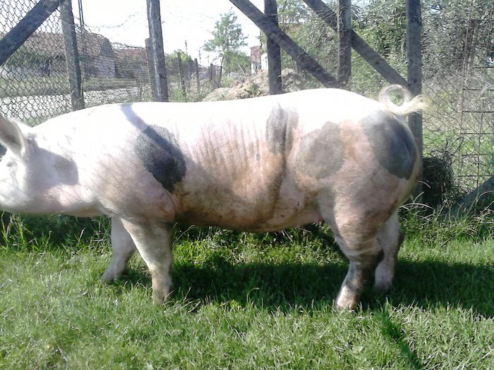 Scrofita Pietrain Belga X Hampshire -( Hungahib )- Sanmartin Arad - 2 Scrofita Pietrain X Hungahib