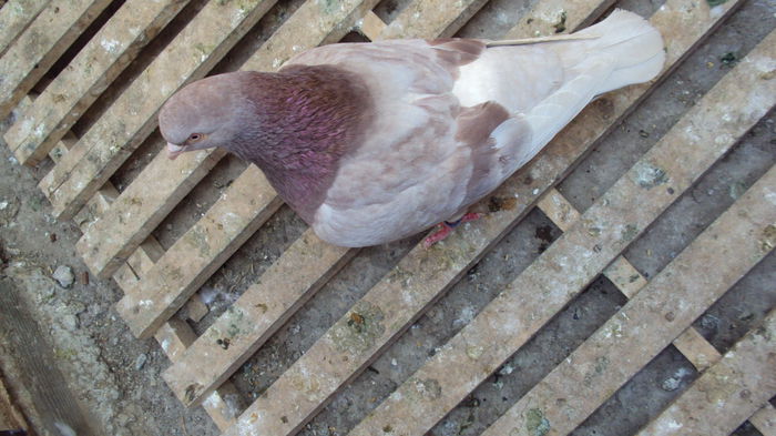 DSC06999 - 0 DE PRIN_VOLIERA