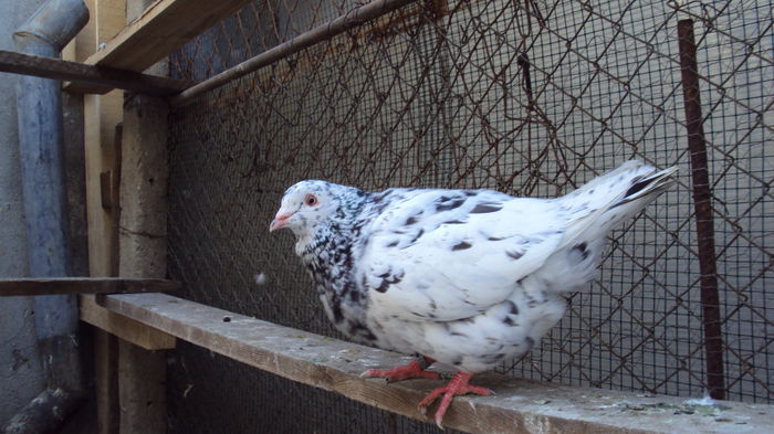 DSC07019 - 0 DE PRIN_VOLIERA