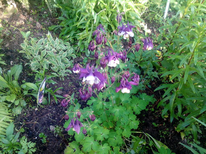 IMG_20150602_192839 - gradina 2015