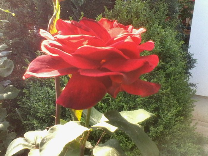 2015 rog identificare; Nu-i  stiu denumirea
