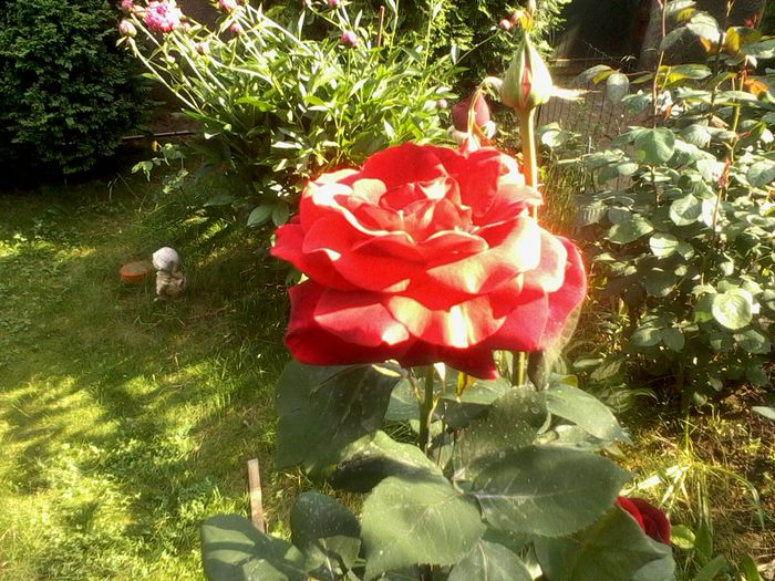 2015 rog identificare