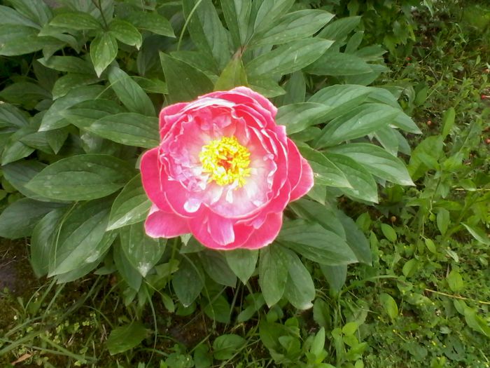 2015 rog identificare; rog identificare.
