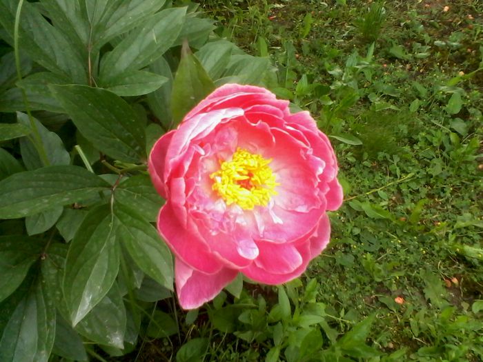 2015 rog identificare; Achizitionat acum 3 ani, bulb de la Dedeman, prima floricica - pe ambalaj era alb combinat cu rosu, dar nu a fost sa fie

