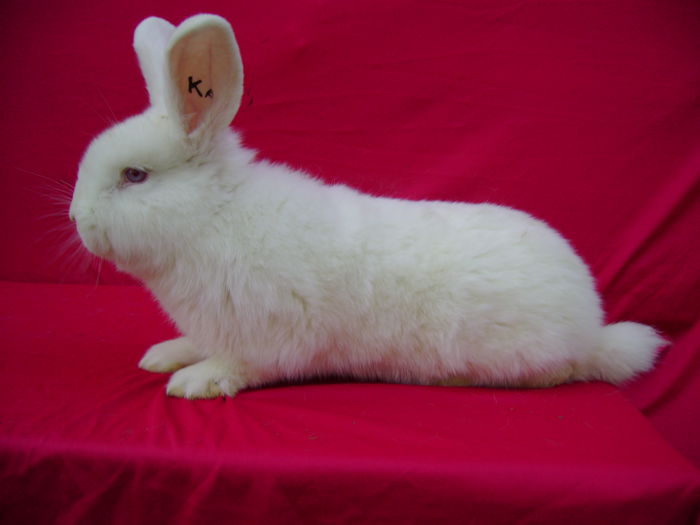 Masc KA - 2 Luni - Vandut