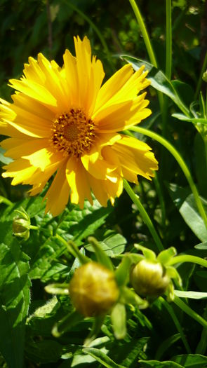 P1030826 - flori 2015