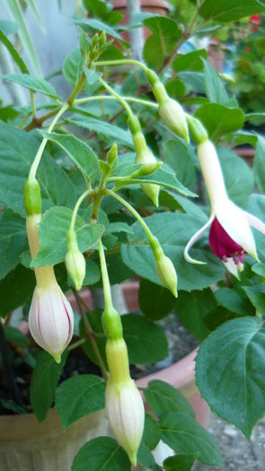 P1030827 - flori 2015