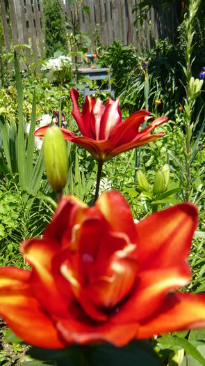 P1030828 - flori 2015