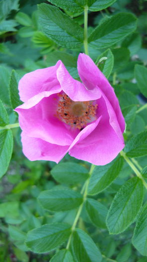 P1030830 - flori 2015