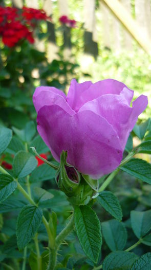 P1030831 - flori 2015