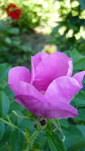 P1030832 - flori 2015